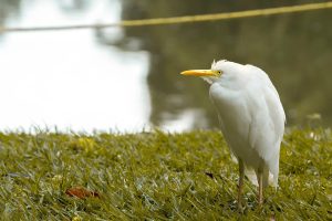 découvrez l'éducation environnementale : ses principes, son importance et ses méthodes pour sensibiliser et former les citoyens à la protection de la nature et au développement durable.