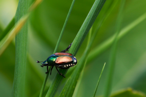 découvrez ce qu'est la biodiversité, son importance pour notre planète et les solutions pour la préserver. informez-vous sur les espèces, les écosystèmes et les enjeux de la diversité biologique.