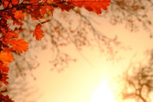 découvrez tout ce qu'il faut savoir sur le mois d'octobre : événements incontournables, traditions, fêtes et conseils pour profiter pleinement de cette belle période automnale.