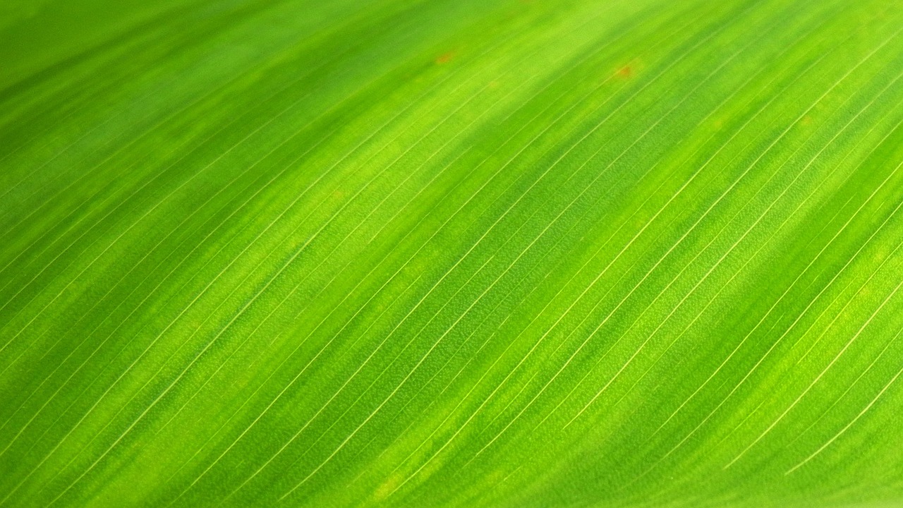 découvrez l'éco-citoyenneté : adoptez des gestes simples et responsables pour protéger l'environnement au quotidien et contribuer à un avenir durable.