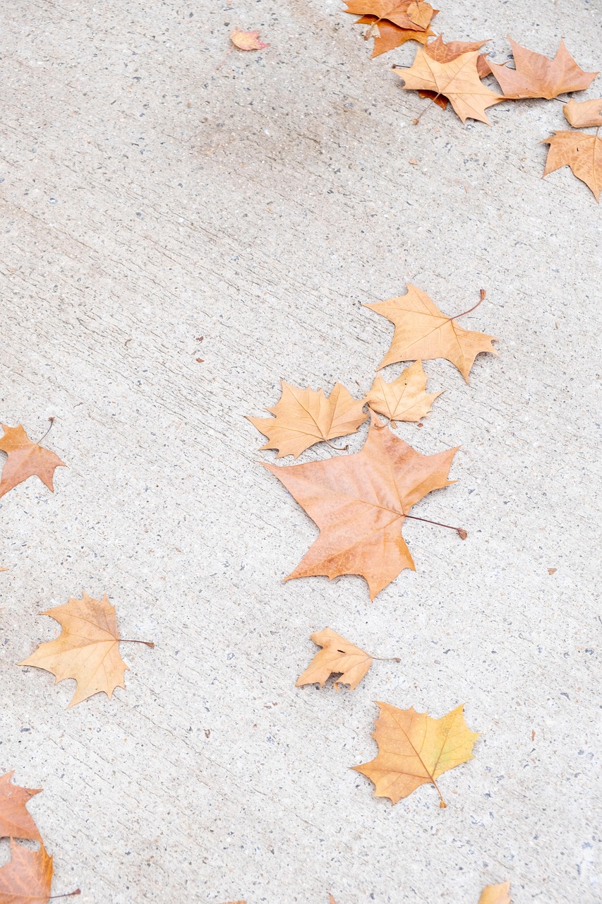 découvrez les causes, symptômes et solutions au phénomène de la chute des feuilles (leaf drop) chez les plantes d'intérieur et d'extérieur. apprenez comment prévenir et traiter efficacement ce problème courant pour garder vos plantes en pleine santé.