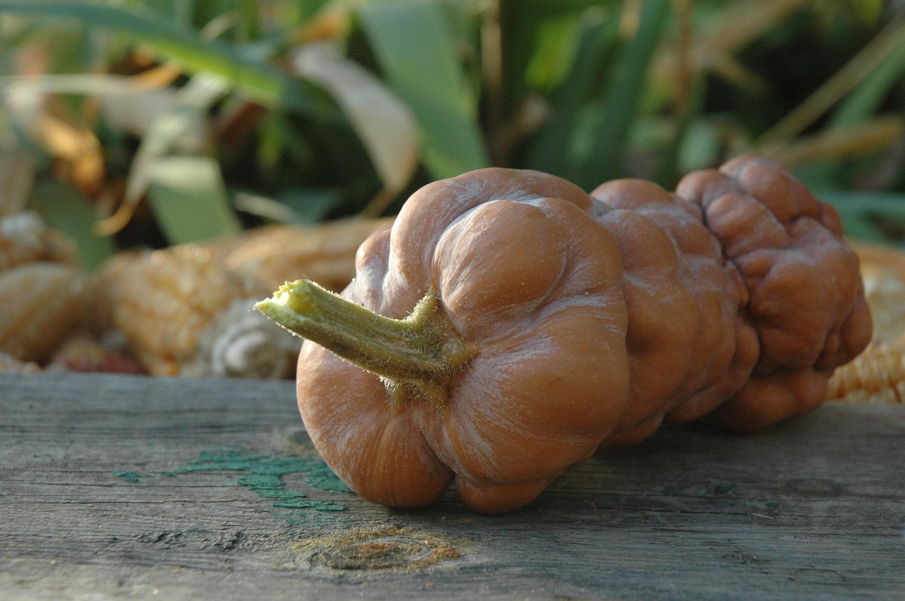 découvrez le végétarisme : un mode de vie sans viande, bénéfique pour la santé, respectueux de l’environnement, et adapté à tous. apprenez-en plus sur l’alimentation végétarienne, ses avantages, et des conseils pour bien débuter.