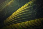 découvrez les principales étapes de la culture du riz, des techniques de plantation à la récolte, et apprenez comment optimiser le rendement de vos plantations de riz grâce à des méthodes agricoles efficaces.