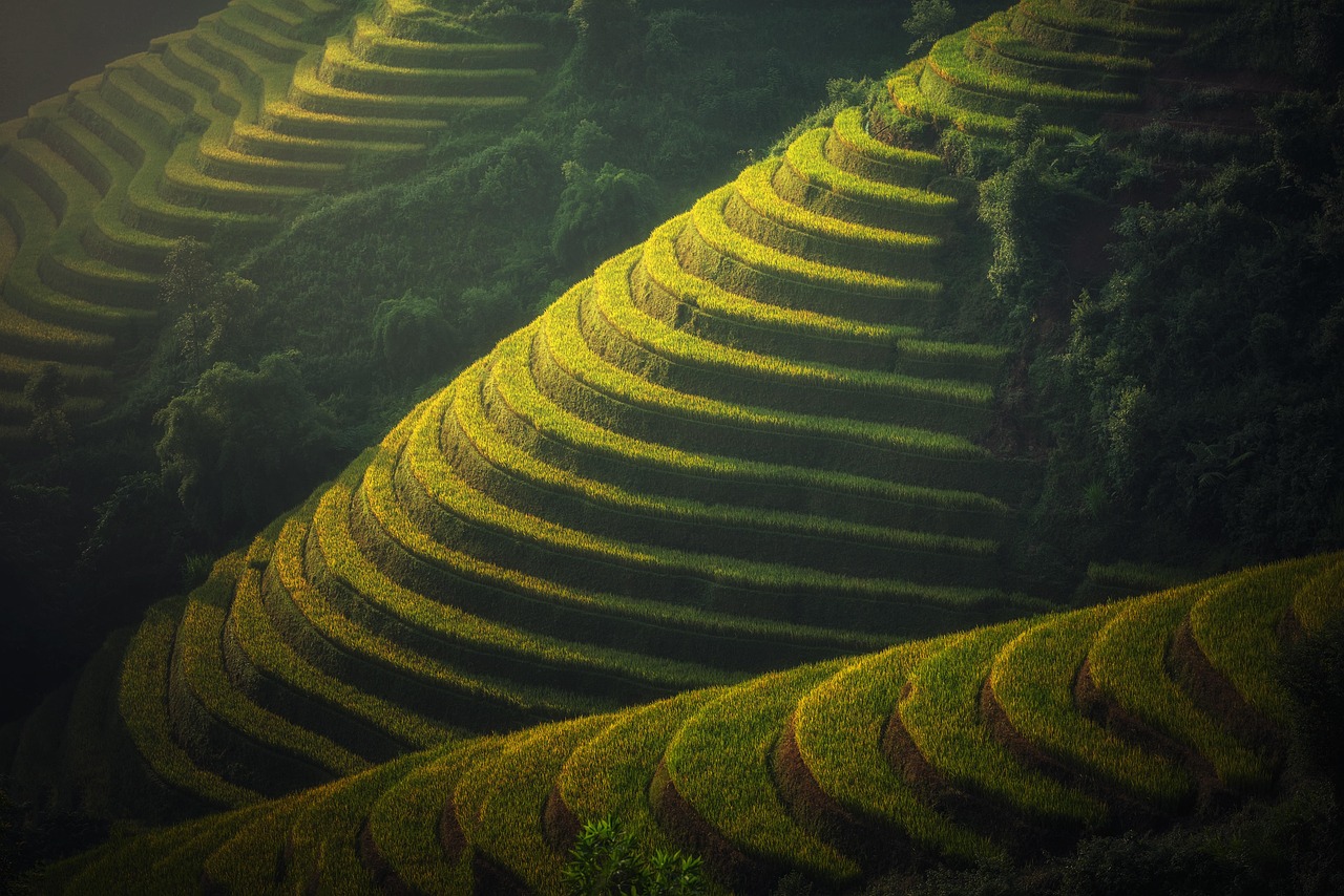 découvrez les principales étapes de la culture du riz, des techniques de plantation à la récolte, et apprenez comment optimiser le rendement de vos plantations de riz grâce à des méthodes agricoles efficaces.