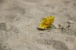 découvrez comment renforcer la résilience face au climat grâce à des stratégies innovantes et durables pour protéger les communautés et les écosystèmes contre les impacts du changement climatique.