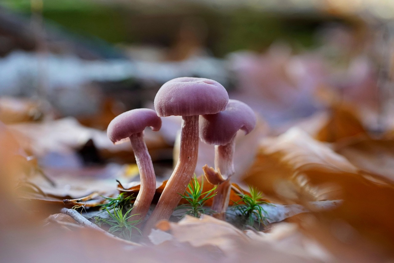 découvrez l'importance de la biodiversité, ses bienfaits pour l'environnement et les raisons pour lesquelles il est essentiel de la préserver pour l'avenir de notre planète.