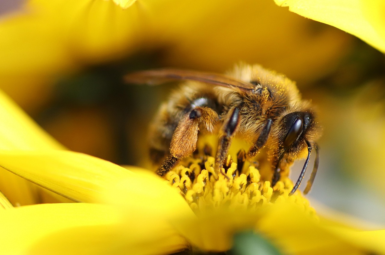 découvrez tout sur la biodiversité : son importance, les menaces auxquelles elle fait face et les solutions pour la préserver. informez-vous sur la richesse du monde vivant et les actions pour protéger notre planète.
