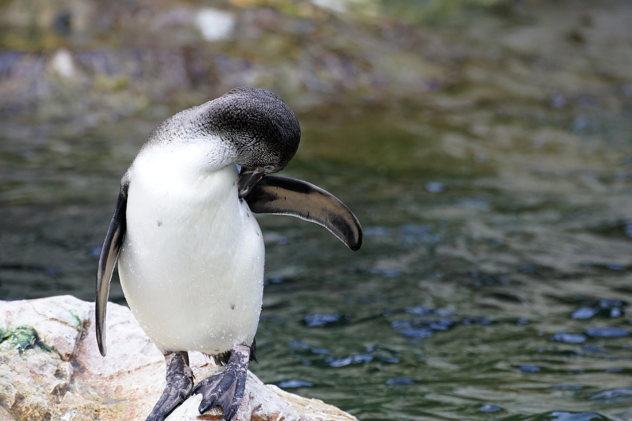 découvrez l'importance de la biodiversité, ses rôles essentiels pour la planète, et les solutions pour protéger la diversité des espèces animales et végétales face aux menaces environnementales.
