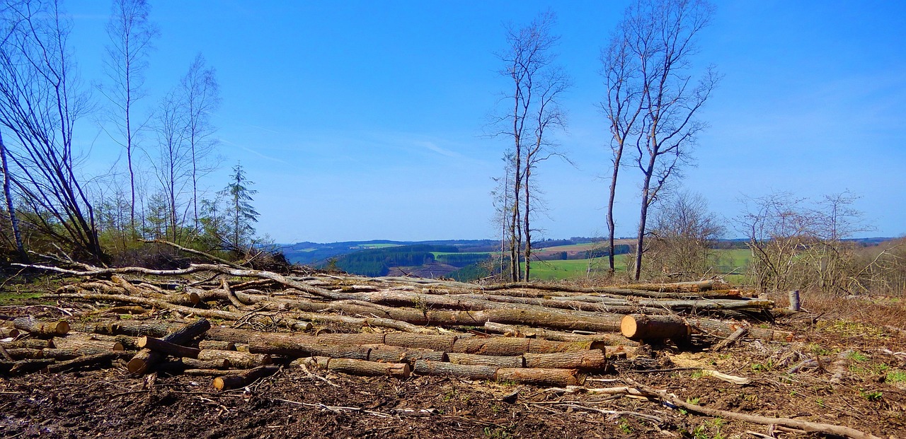 découvrez tout sur le forestry : gestion durable des forêts, techniques d’exploitation responsables et enjeux écologiques. apprenez comment préserver la biodiversité tout en utilisant les ressources forestières de manière intelligente.