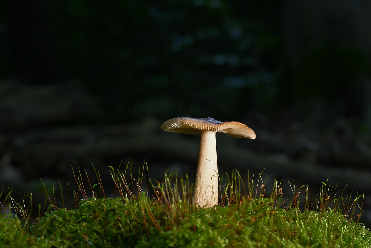 découvrez tout sur les forêts : leur importance pour la biodiversité, leur rôle dans la régulation du climat et les actions essentielles pour leur préservation.