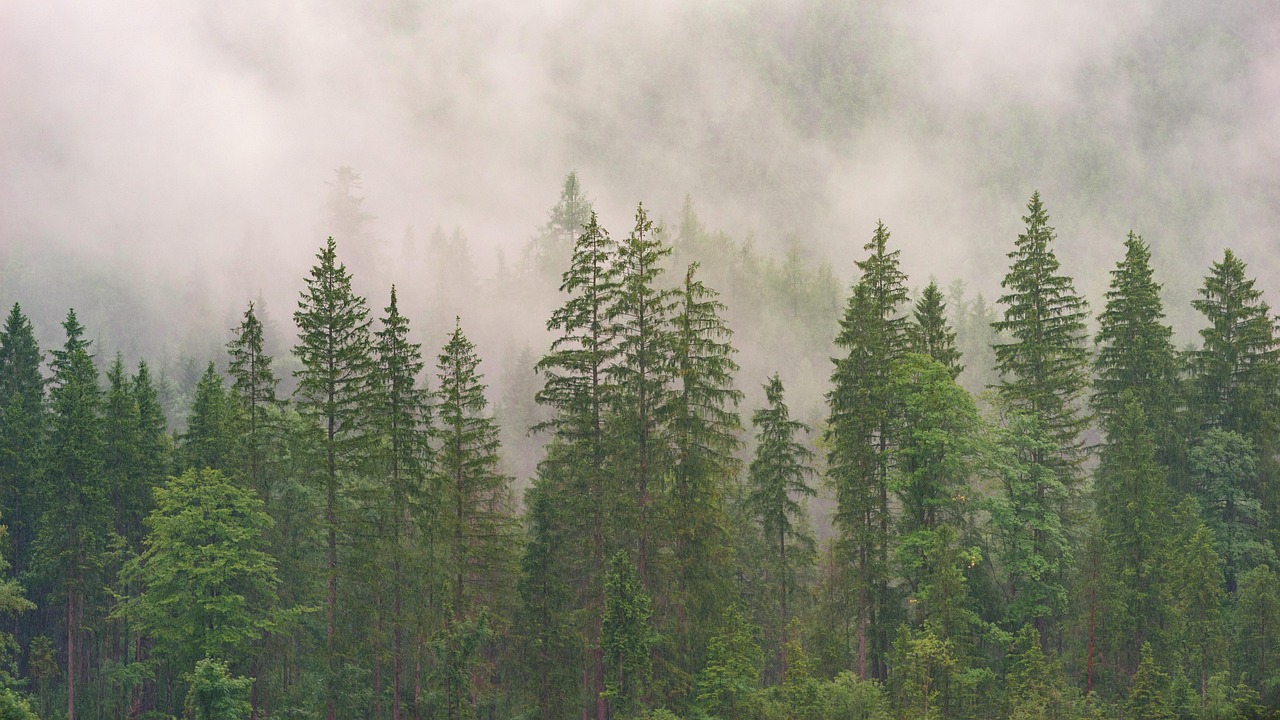 découvrez tout sur les forêts : leur importance écologique, leur diversité, les menaces qui pèsent sur elles et les solutions pour les protéger. explorez la beauté et le rôle vital des forêts dans notre environnement.