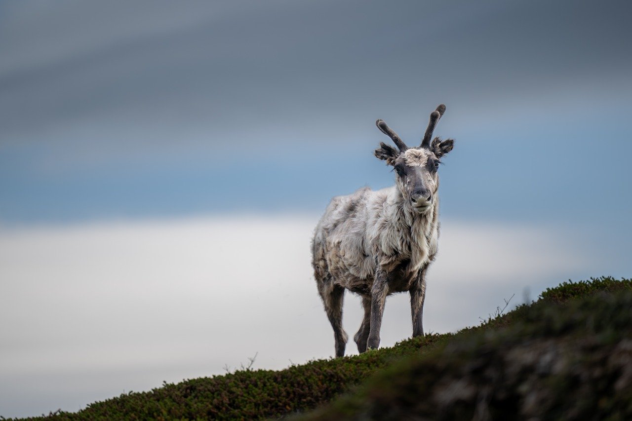 découvrez la norvège, un pays nordique aux paysages époustouflants, célèbre pour ses fjords majestueux, ses aurores boréales et son art de vivre authentique. partez à la rencontre d’une nature préservée et d’une culture riche en traditions.