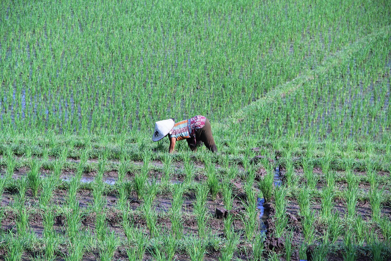 découvrez les techniques, les étapes et les conseils essentiels pour réussir la culture du riz, de la préparation des sols à la récolte, afin d’obtenir une production optimale et durable.