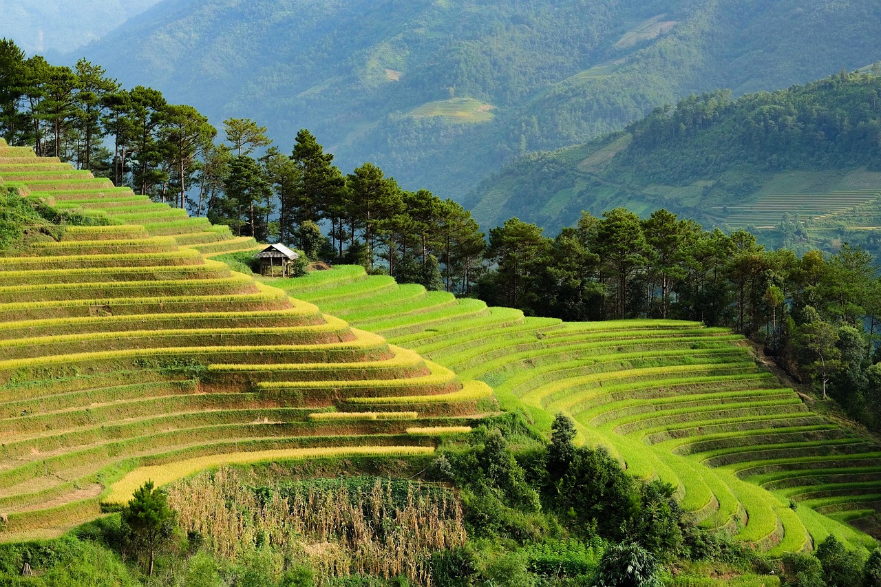 découvrez tout sur la culture du riz : techniques, étapes clés, conseils pour améliorer le rendement et l'impact environnemental de la riziculture.