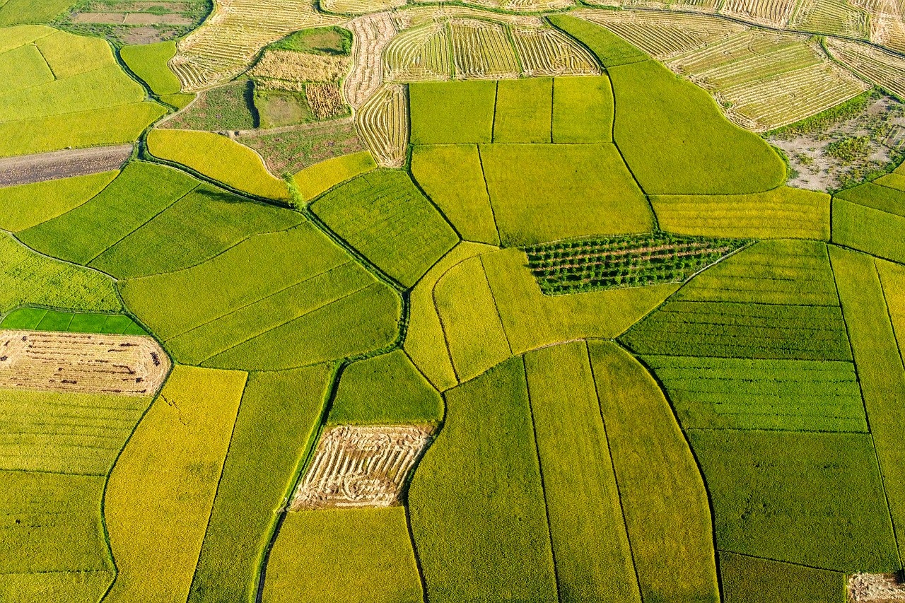 découvrez le riz résistant au climat : une solution innovante pour faire face aux changements climatiques, assurer des récoltes durables et renforcer la sécurité alimentaire dans le monde entier.