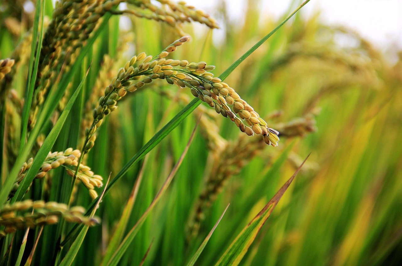 découvrez le riz résistant au climat, une solution innovante pour assurer des récoltes abondantes malgré les conditions météorologiques extrêmes et les changements climatiques.
