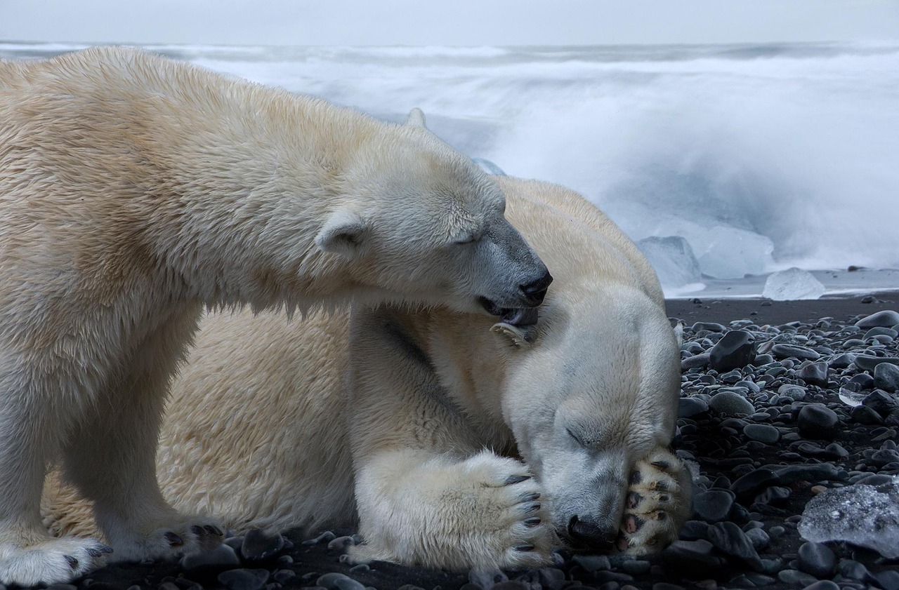 participez au forum international sur les pôles et le climat pour découvrir les dernières recherches, les enjeux environnementaux et les solutions innovantes face aux changements climatiques dans les régions polaires.
