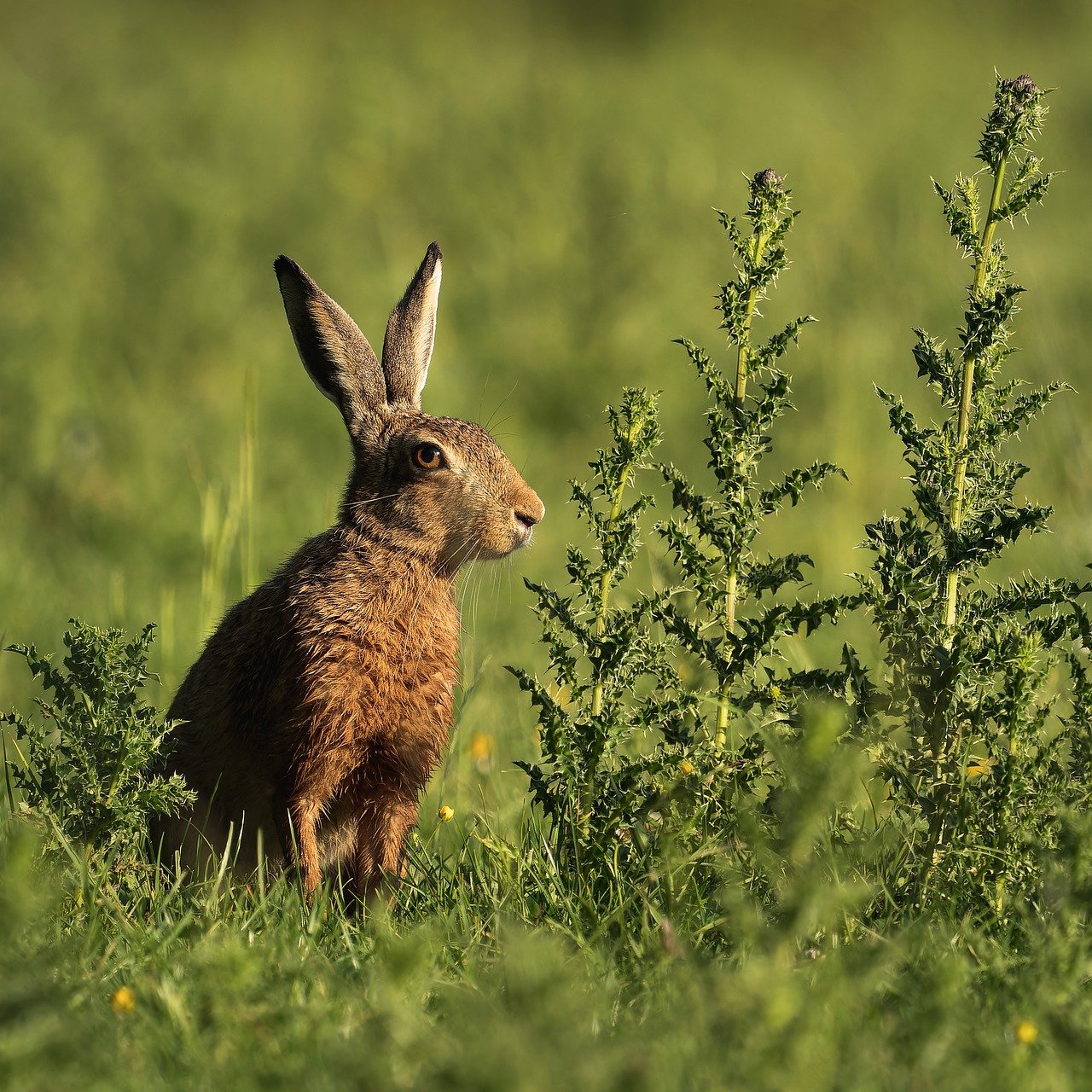 d&eacute;couvrez l'importance de la biodiversit&eacute;, son r&ocirc;le essentiel dans les &eacute;cosyst&egrave;mes et les actions pour la pr&eacute;server au quotidien.