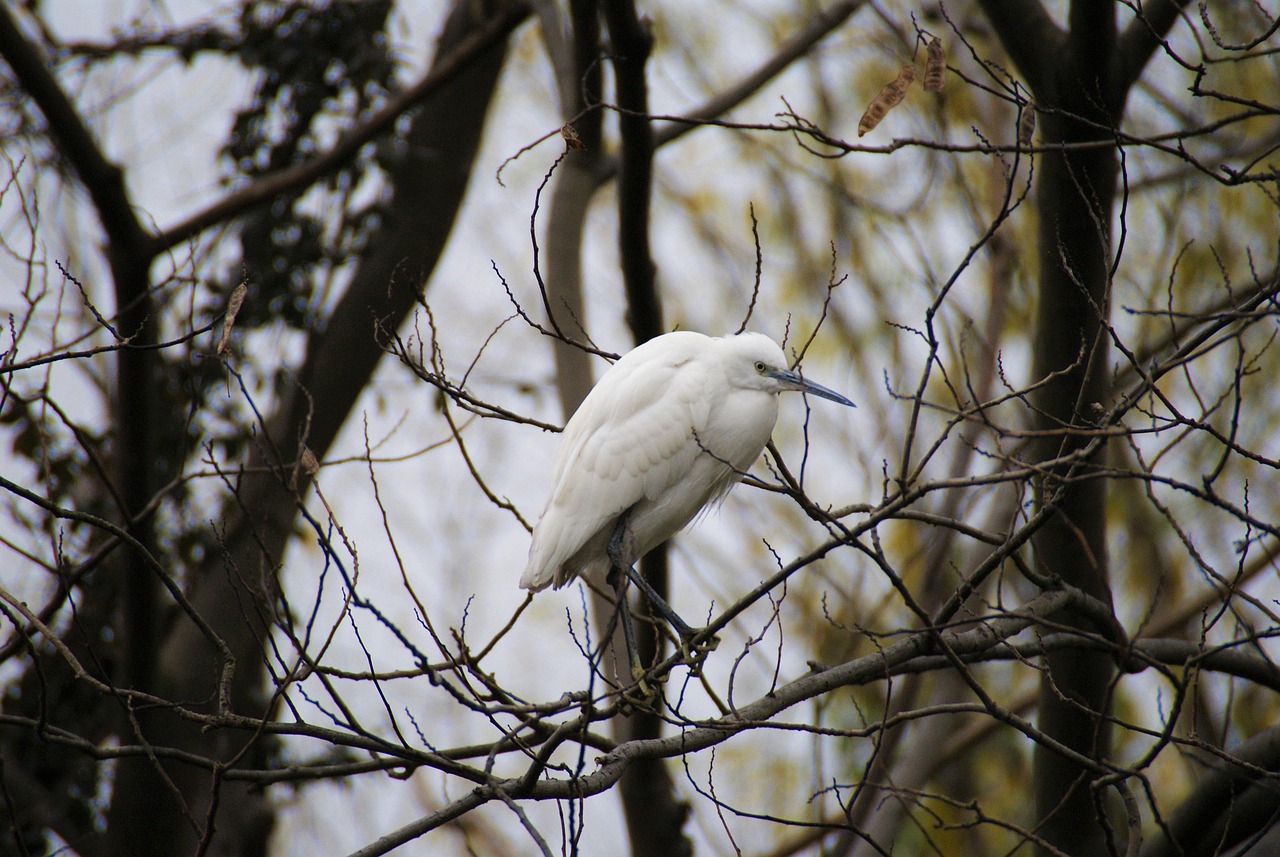 d&eacute;couvrez les principes et enjeux de l'&eacute;cologie, une science d&eacute;di&eacute;e &agrave; l'&eacute;tude des interactions entre les organismes vivants et leur environnement.