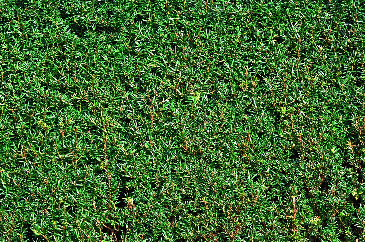 découvrez tout ce qu'il faut savoir sur les haies : types, entretien et avantages pour votre jardin.