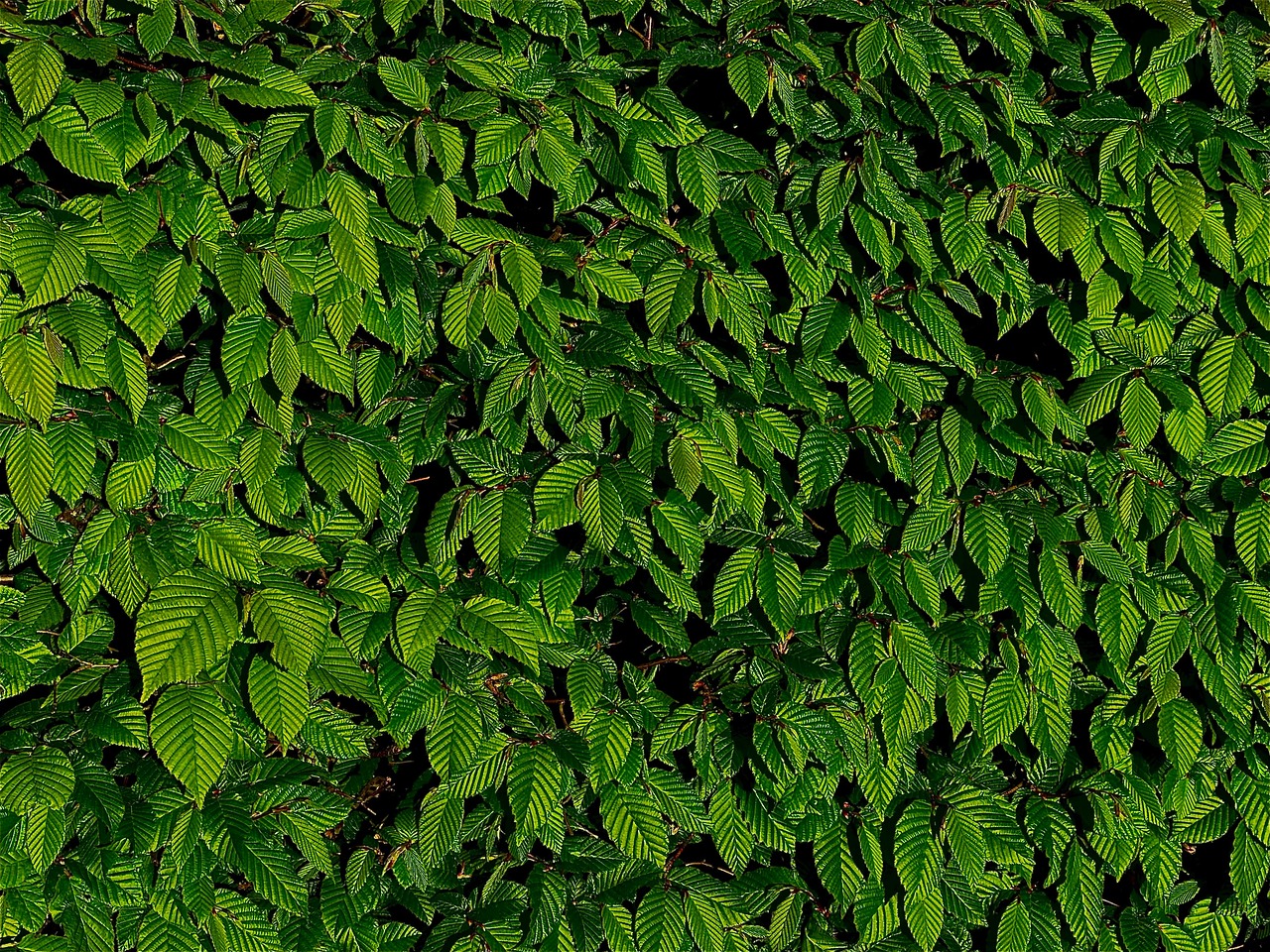 découvrez tout sur les haies : conseils de plantation, entretien, choix des espèces et astuces pour créer un jardin harmonieux et protégé.