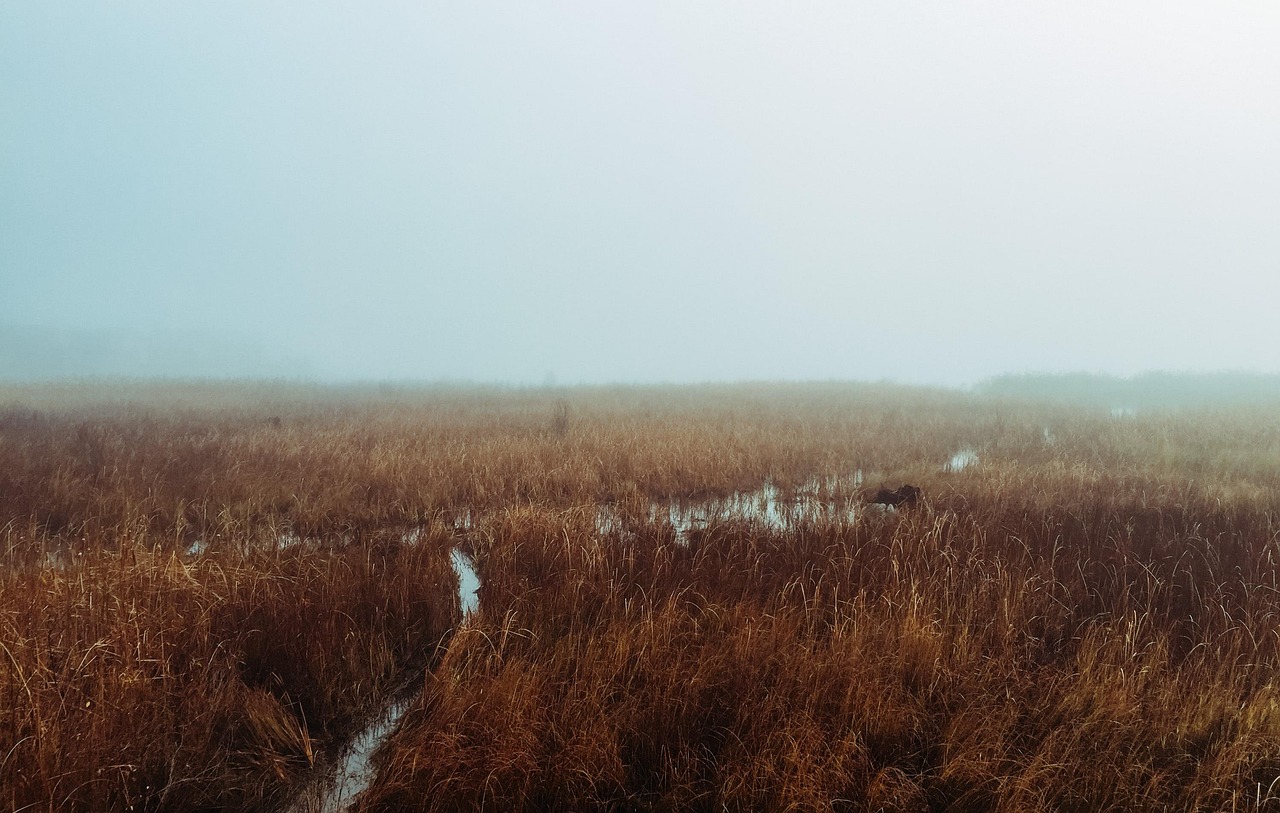 ateliers sur le climat et la biodiversité : découvrez des solutions innovantes pour préserver notre planète et protéger la diversité des espèces.