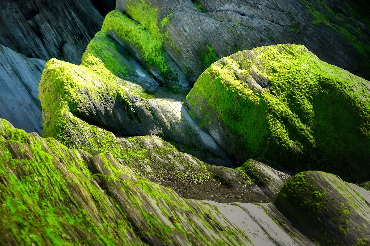 d&eacute;couvrez l'impact des mar&eacute;es vertes sur l'environnement c&ocirc;tier, leurs causes et les solutions pour pr&eacute;server nos &eacute;cosyst&egrave;mes marins.