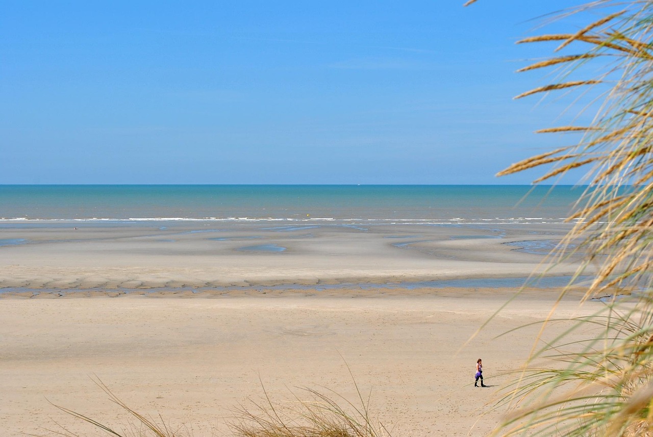d&eacute;couvrez tout sur la mar&eacute;e verte : causes, impacts environnementaux et solutions pour lutter contre cette prolif&eacute;ration excessive d&rsquo;algues nuisibles.
