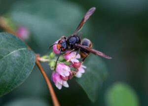 d&eacute;couvrez tout sur le frelon asiatique : identification, risques, pr&eacute;vention et m&eacute;thodes de lutte pour prot&eacute;ger votre environnement.