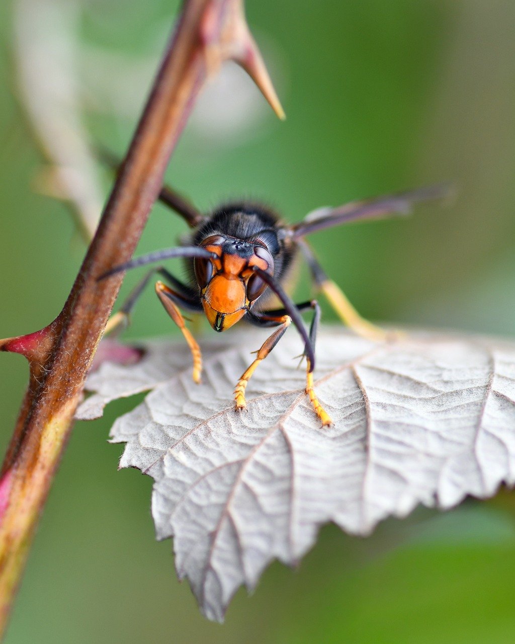 découvrez tout sur le frelon asiatique : son identification, son impact sur l'environnement et les mesures pour le contrôler efficacement.