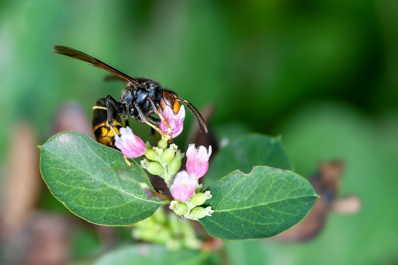 découvrez tout sur le frelon asiatique : identification, dangers, prévention et méthodes de lutte contre cette espèce invasive qui menace la biodiversité.