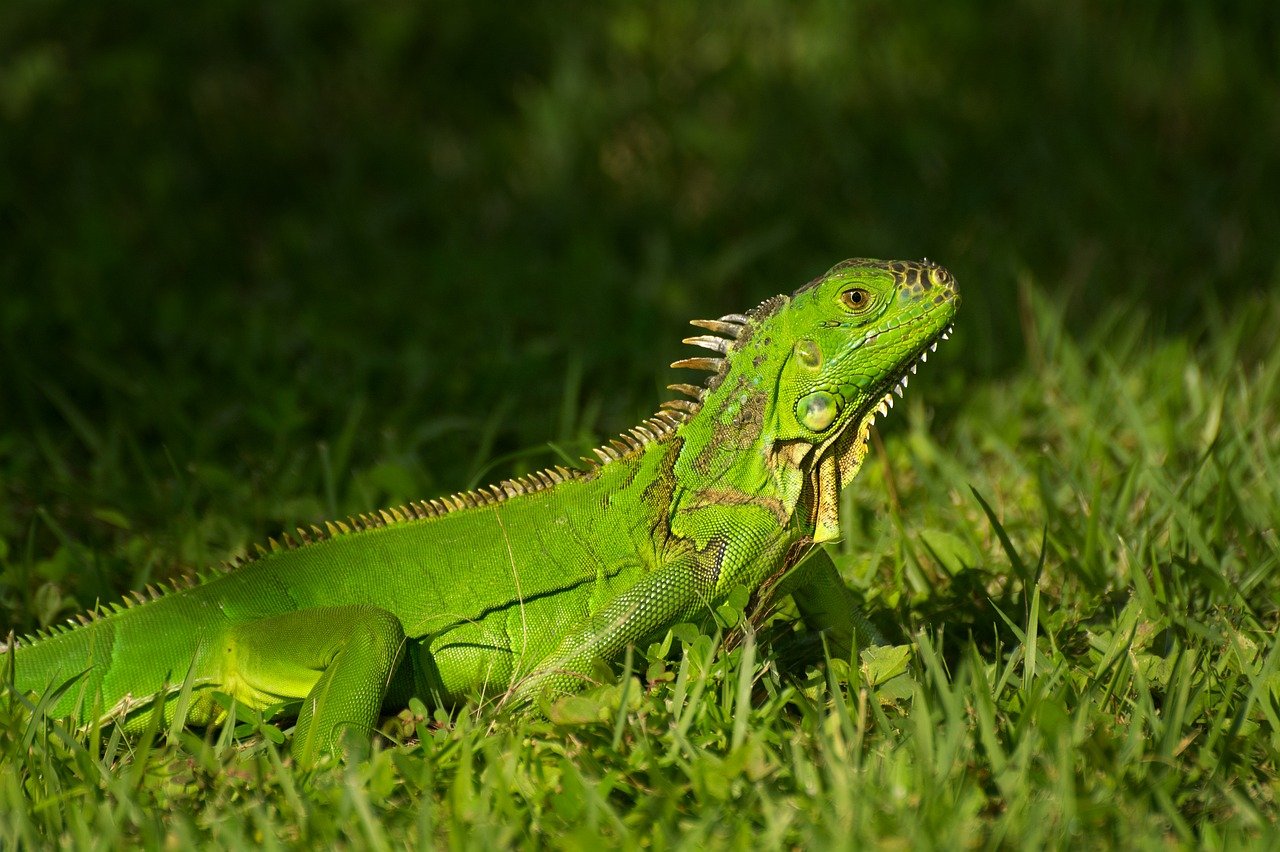 d&eacute;couvrez l'importance de la biodiversit&eacute;, son r&ocirc;le essentiel dans l'&eacute;quilibre des &eacute;cosyst&egrave;mes et les actions pour la pr&eacute;server.