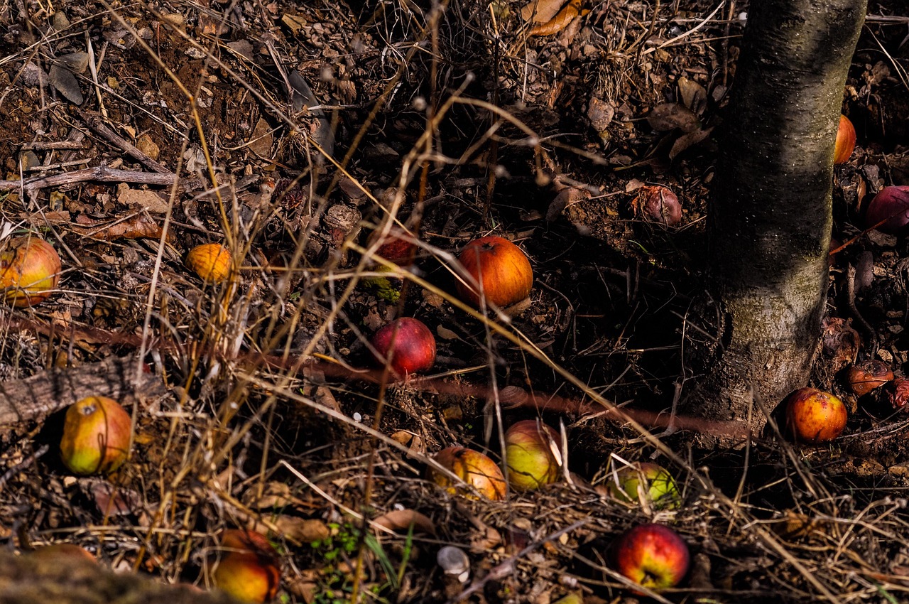 d&eacute;couvrez comment composter efficacement vos d&eacute;chets organiques pour enrichir votre jardin de mani&egrave;re naturelle et &eacute;cologique.