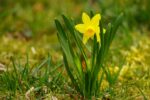 d&eacute;couvrez nos jonquilles pr&eacute;coces, parfaites pour illuminer vos jardins d&egrave;s le d&eacute;but du printemps avec leurs fleurs &eacute;clatantes et leur beaut&eacute; naturelle.