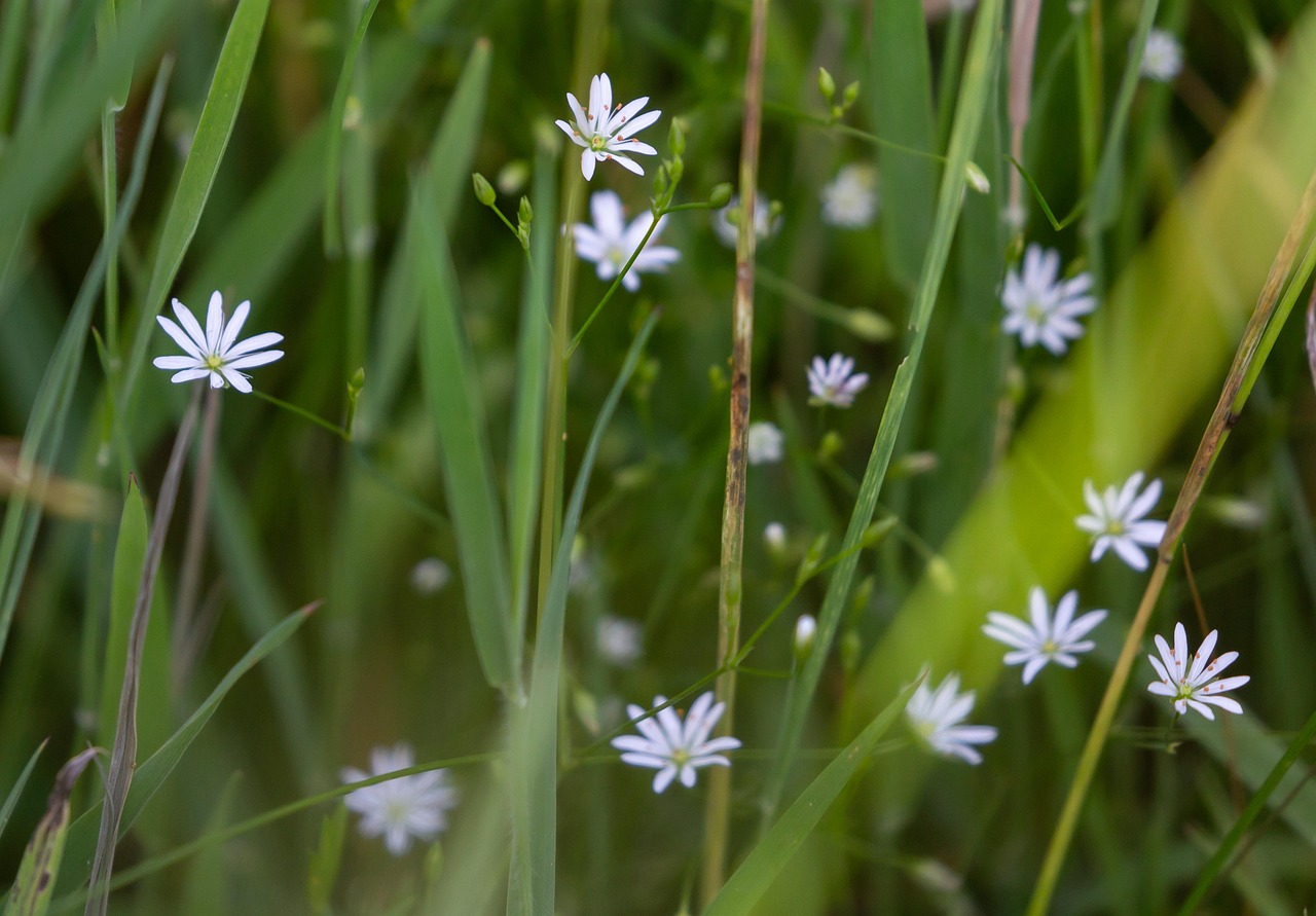 découvrez l'importance des haies champêtres pour la biodiversité, la protection des cultures et le paysage rural.