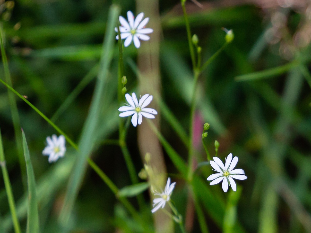 découvrez les haies champêtres, des éléments naturels essentiels pour la biodiversité, la protection des sols et le paysage rural.