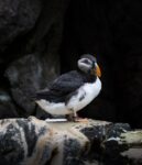 d&eacute;couvrez un sanctuaire naturel paisible o&ugrave; la faune et la flore s'&eacute;panouissent en harmonie, offrant un refuge unique pour les amoureux de la nature.