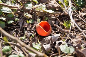 d&eacute;couvrez tout sur les terres rares, ces &eacute;l&eacute;ments essentiels aux technologies modernes et &agrave; l'industrie &eacute;lectronique.