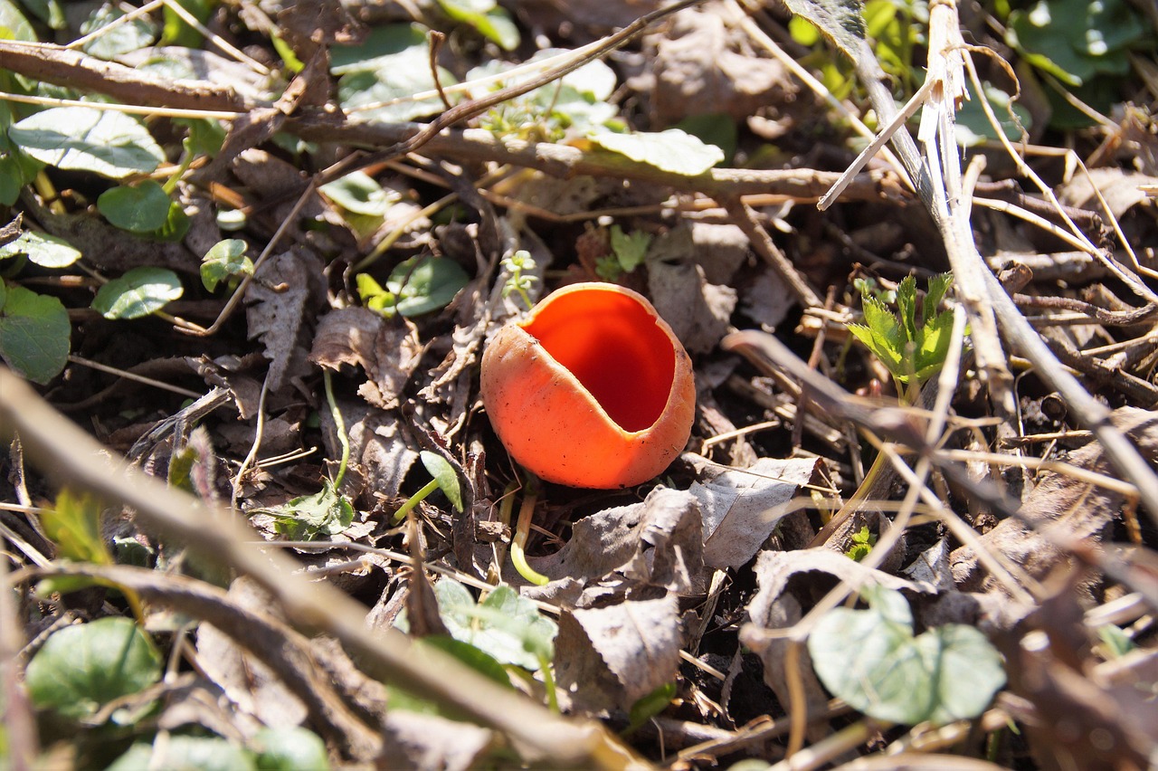 d&eacute;couvrez tout sur les terres rares, ces &eacute;l&eacute;ments essentiels aux technologies modernes et &agrave; l'industrie &eacute;lectronique.