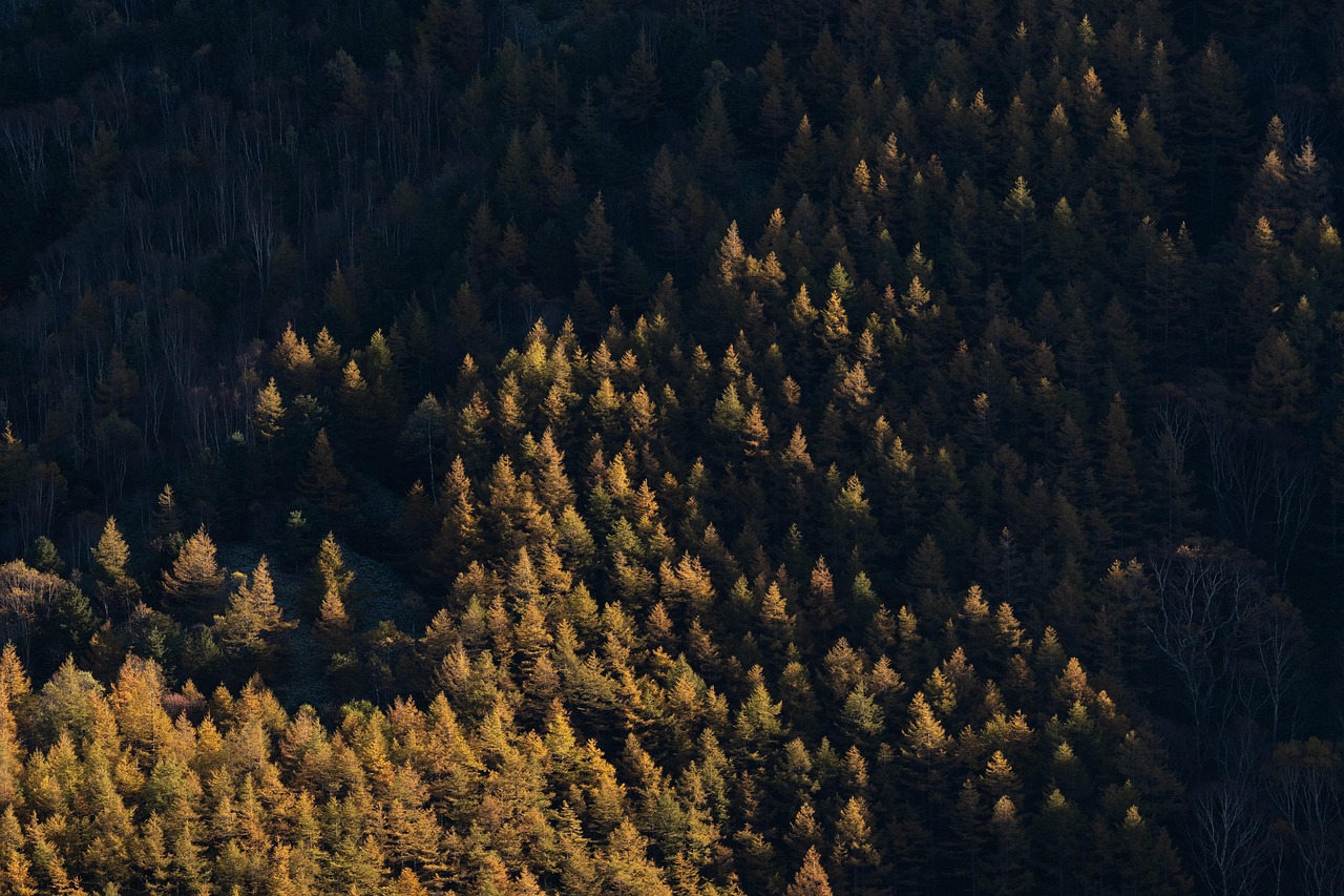 découvrez tout sur les arbres : leurs types, leur importance écologique, et comment les protéger pour un avenir durable.