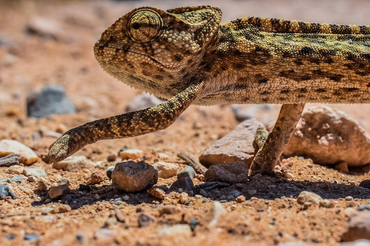 découvrez l'art de l'adaptation : comment s'ajuster efficacement aux changements et tirer parti des nouvelles situations.