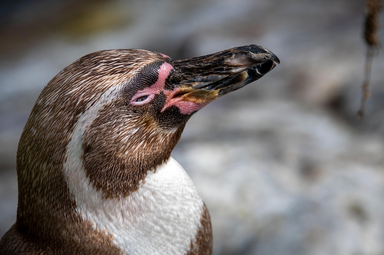 découvrez les principales menaces pesant sur la faune de l'antarctique et les mesures de conservation pour protéger cet écosystème unique.