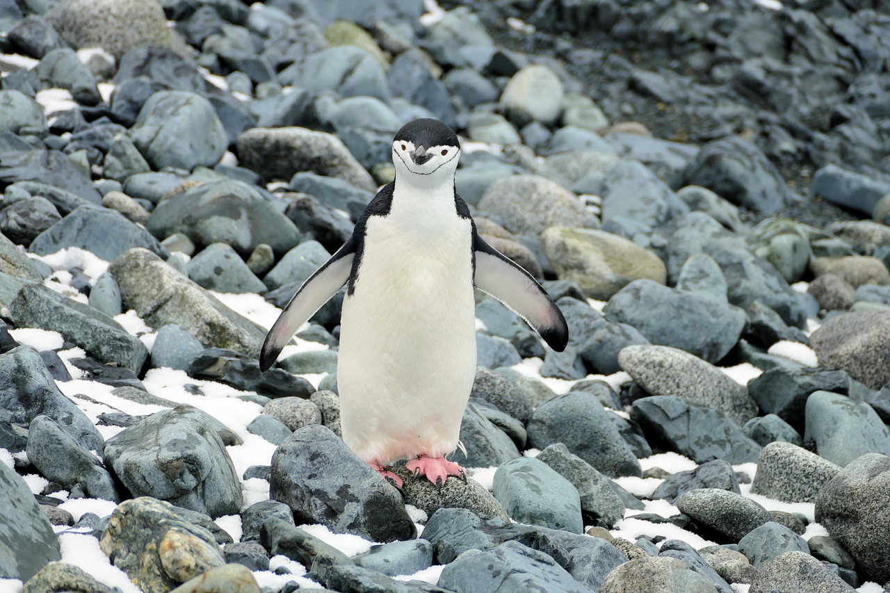 découvrez les principales menaces pesant sur la faune de l'antarctique et les enjeux de conservation pour protéger cet écosystème unique.