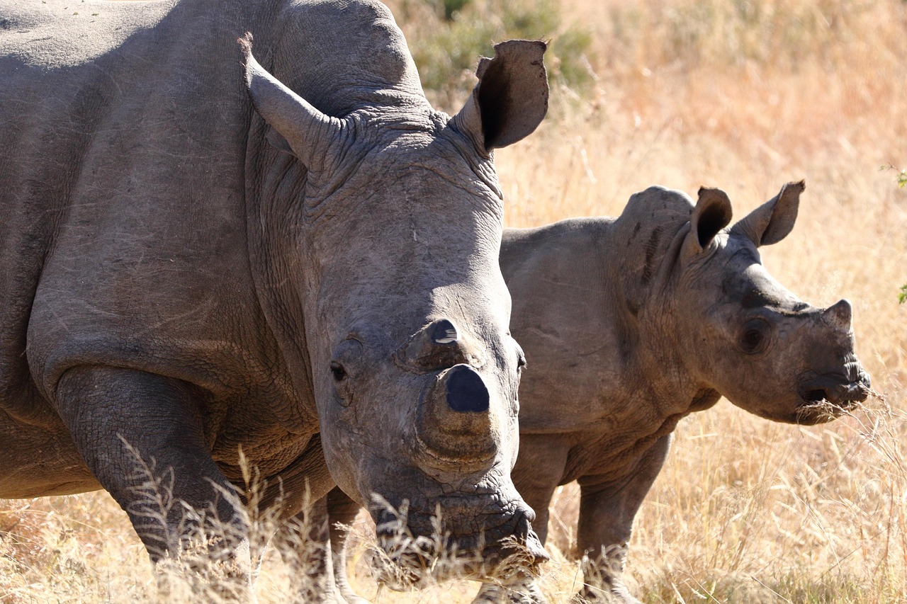 d&eacute;couvrez les esp&egrave;ces en danger d'extinction, leurs habitats menac&eacute;s et les actions essentielles pour pr&eacute;server la biodiversit&eacute; mondiale.