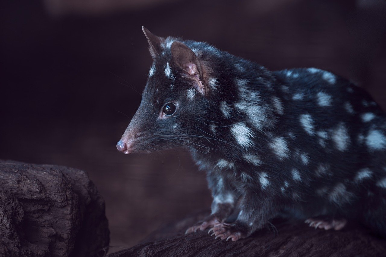 d&eacute;couvrez les esp&egrave;ces en danger, leur importance pour la biodiversit&eacute; et les actions &agrave; entreprendre pour leur protection.