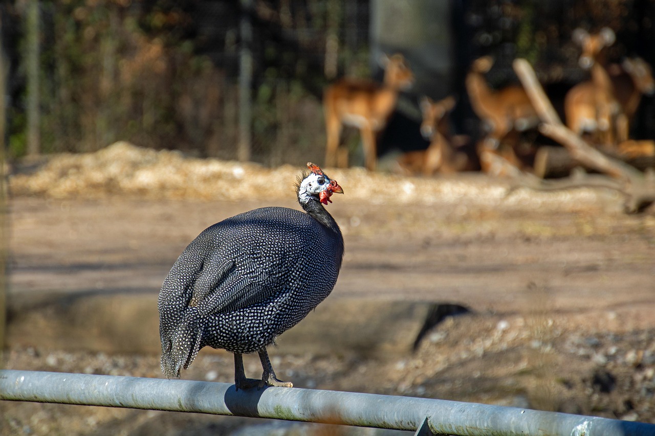 d&eacute;couvrez les informations essentielles sur la nutrition de la pintade pour assurer sa sant&eacute; et sa croissance optimale.