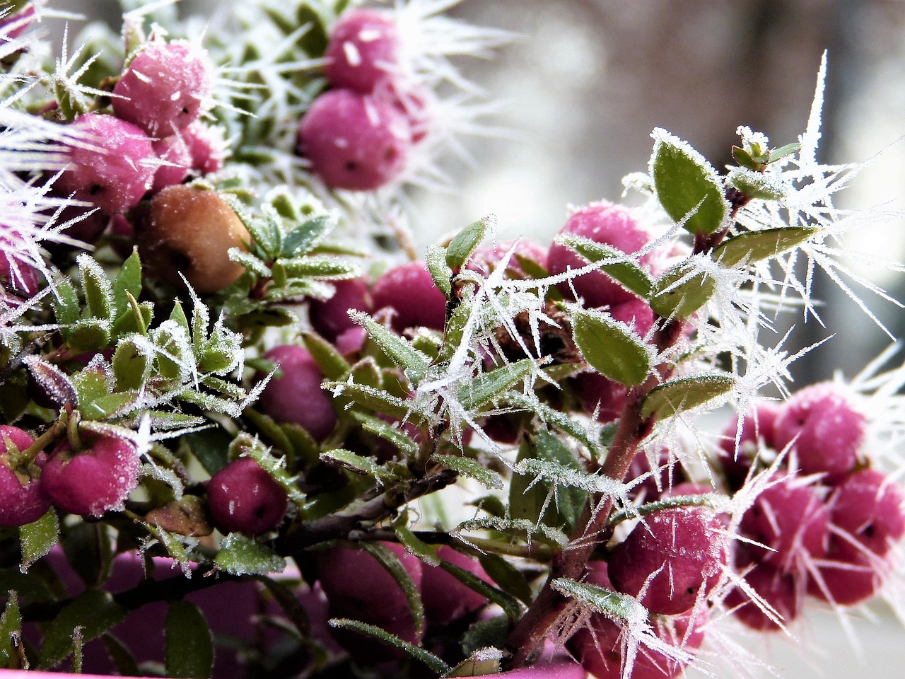 découvrez tout sur les saints de glace, ces jours traditionnels en mai réputés pour leurs gelées tardives et leur impact sur l'agriculture.