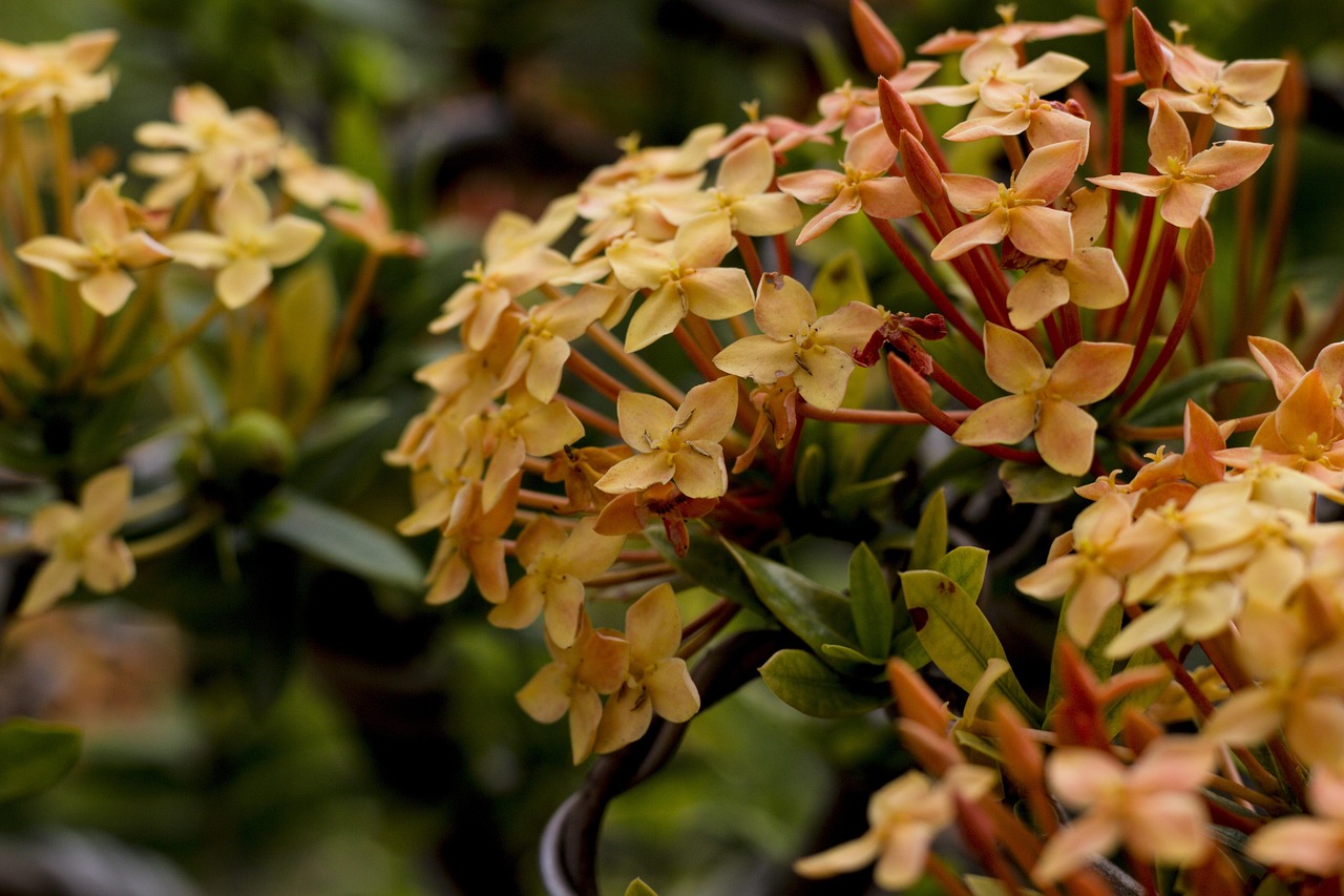 découvrez les bienfaits d'un jardin scolaire : un espace pédagogique où les élèves apprennent la nature, la biodiversité et le développement durable tout en s'amusant.