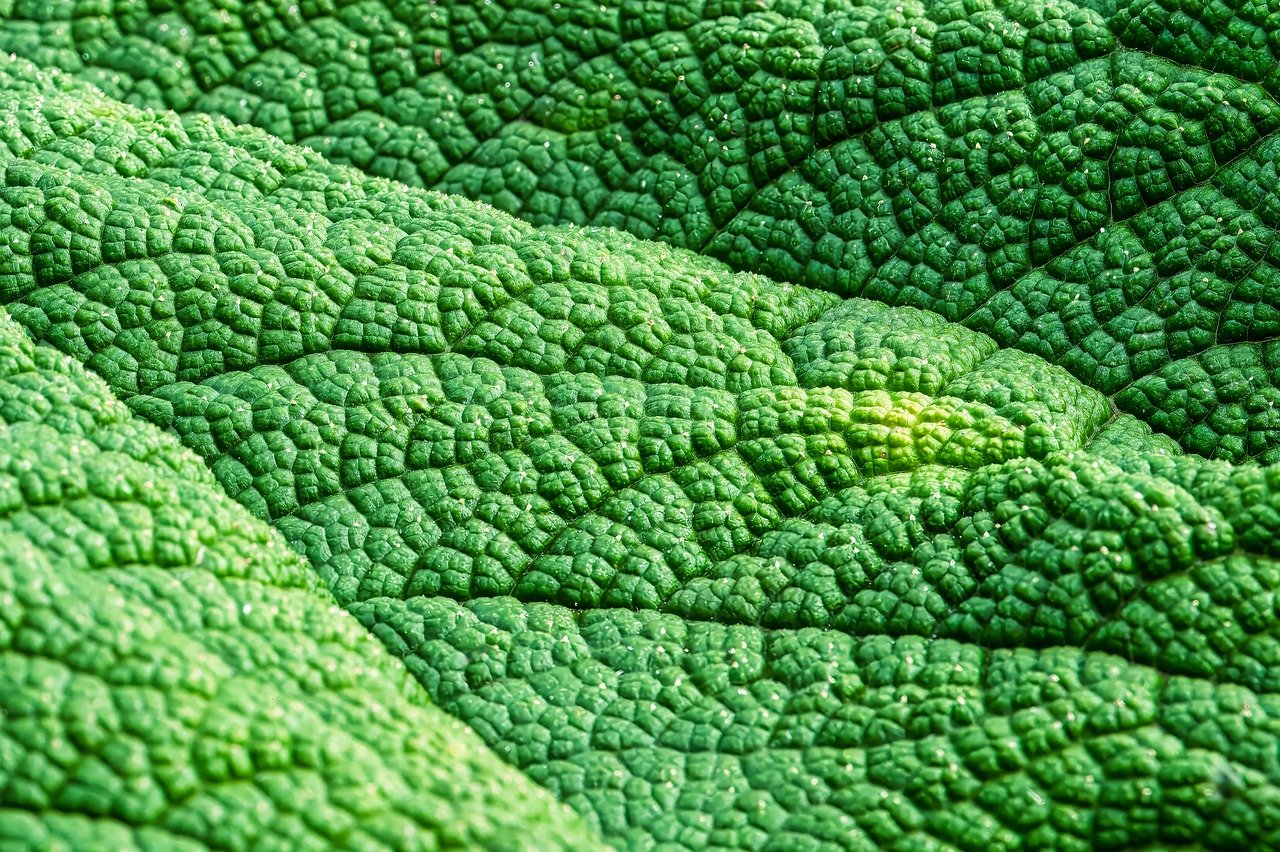découvrez notre jardin tropical luxuriant, un espace exotique rempli de plantes verdoyantes et de couleurs vibrantes pour une ambiance paradisiaque chez vous.