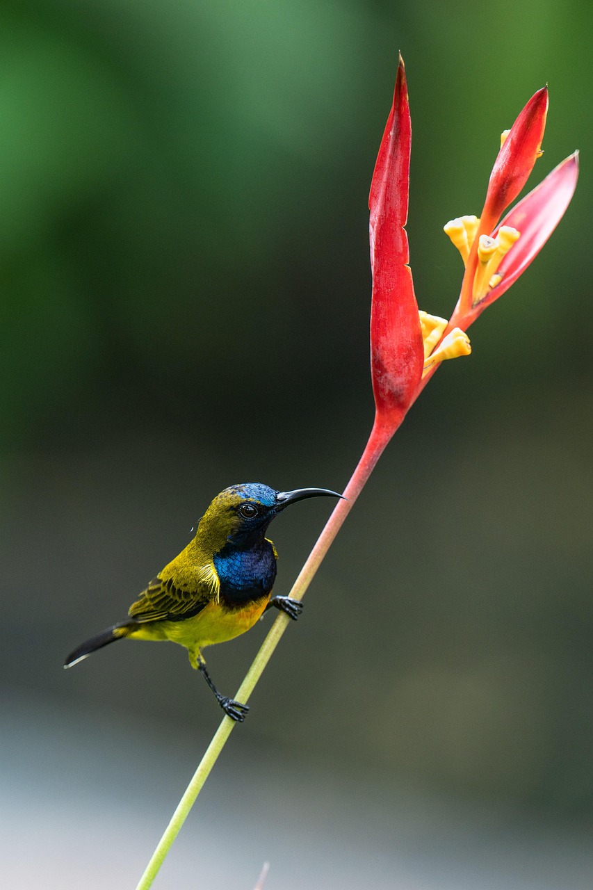 découvrez un jardin tropical luxuriant avec une végétation exubérante, des fleurs colorées et une ambiance paradisiaque pour éveiller vos sens.